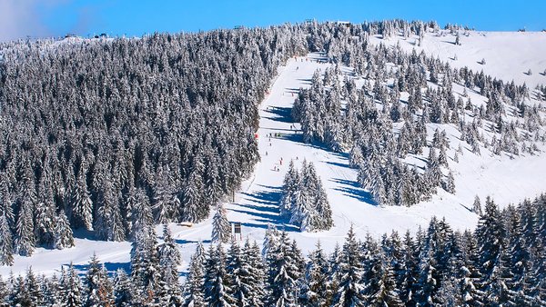 Ski staza kroz zimske četinare